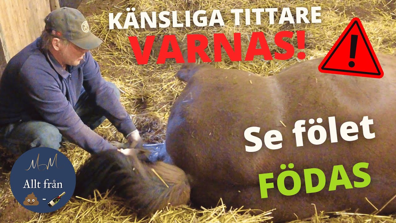 Stoet behöver hjälp när hon FÖDER sitt FÖL!