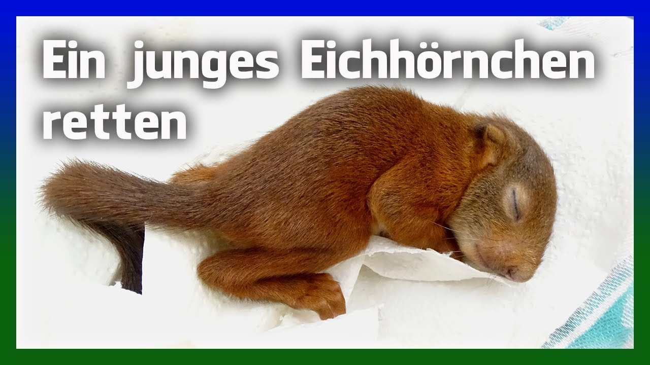Junges Eichhörnchen gefunden - was tun?