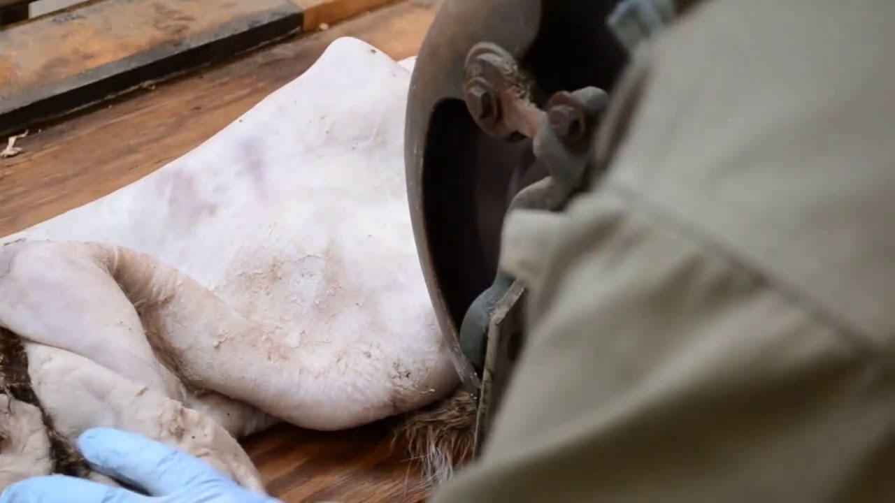 Shaving a Deer Cape Using a Rawhide Shaving Machine 03/30/18