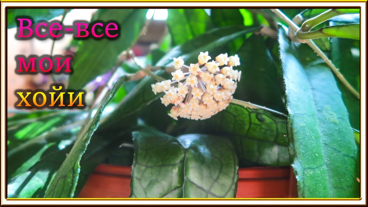 Все мои хойи 2024 /💚 My HOYA Collection | 100+ Species