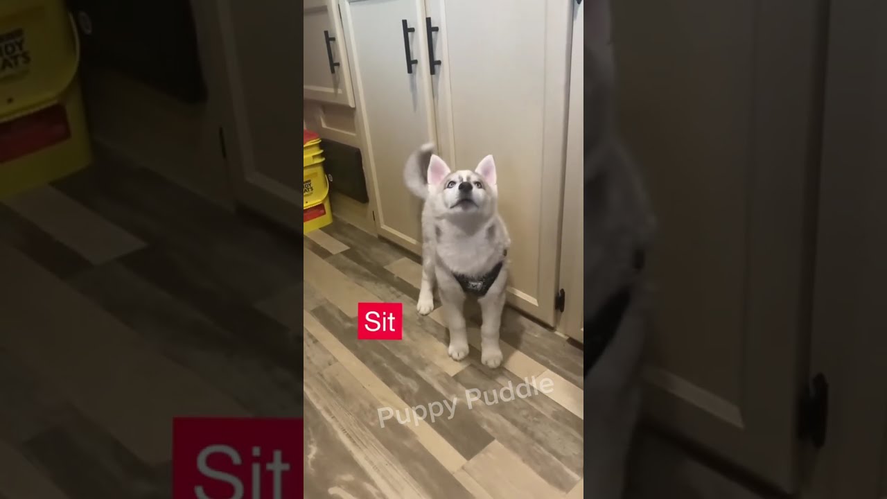 Huskies Having Husky Moments 🤣 P18