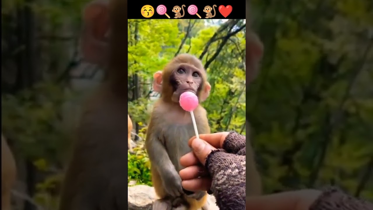 baby monkey bin bin fishing 🤣🐒🤣🐒🤣🐒🤣❤️❤️