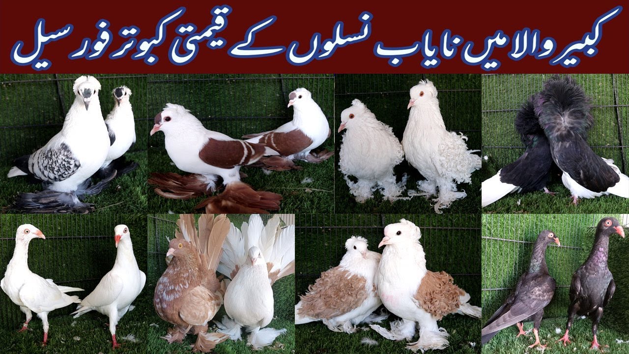 Visited at Dilshad Ahmand Fancy pigeon Setup/Farm in Kabirwala/Khanewal Pakistan 2021