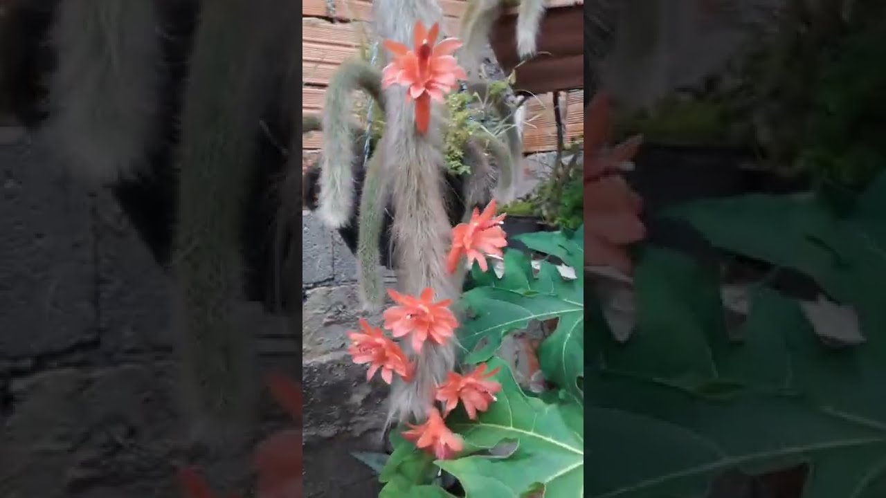 cactos  rabos rabos de  macaco  e rabo de gato florido