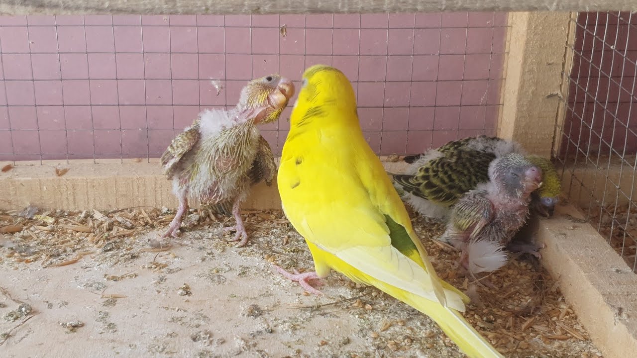 budgies parrots ka chickes matki ka bagar kasa pala han @SjbudgiesParrotsfarm