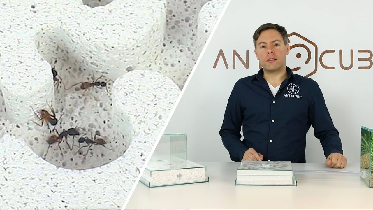 ANTCUBE Ytong Beton Nester für Ameisen aus Porenbeton