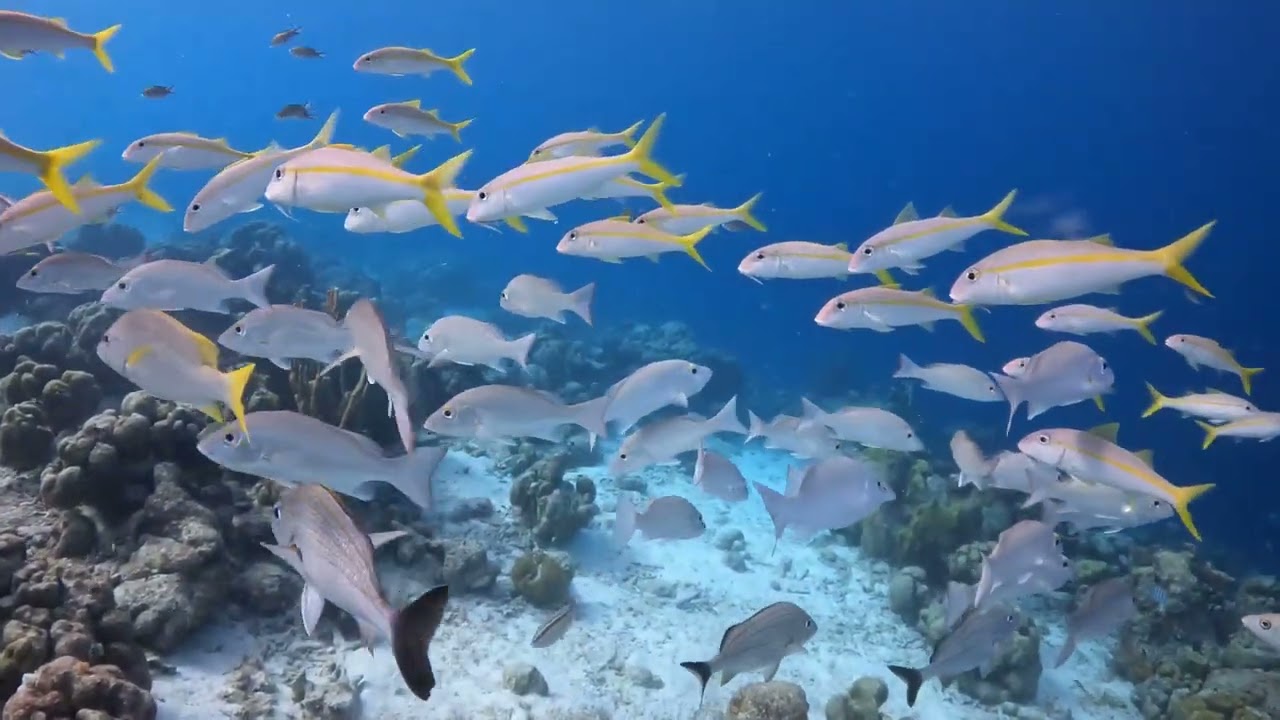 Buddy Frontyard Dive!  Bonaire March 2026