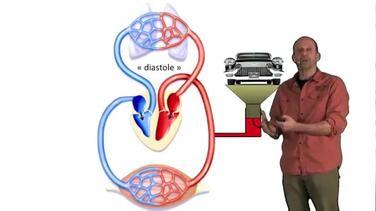 Mesure de la tension artérielle