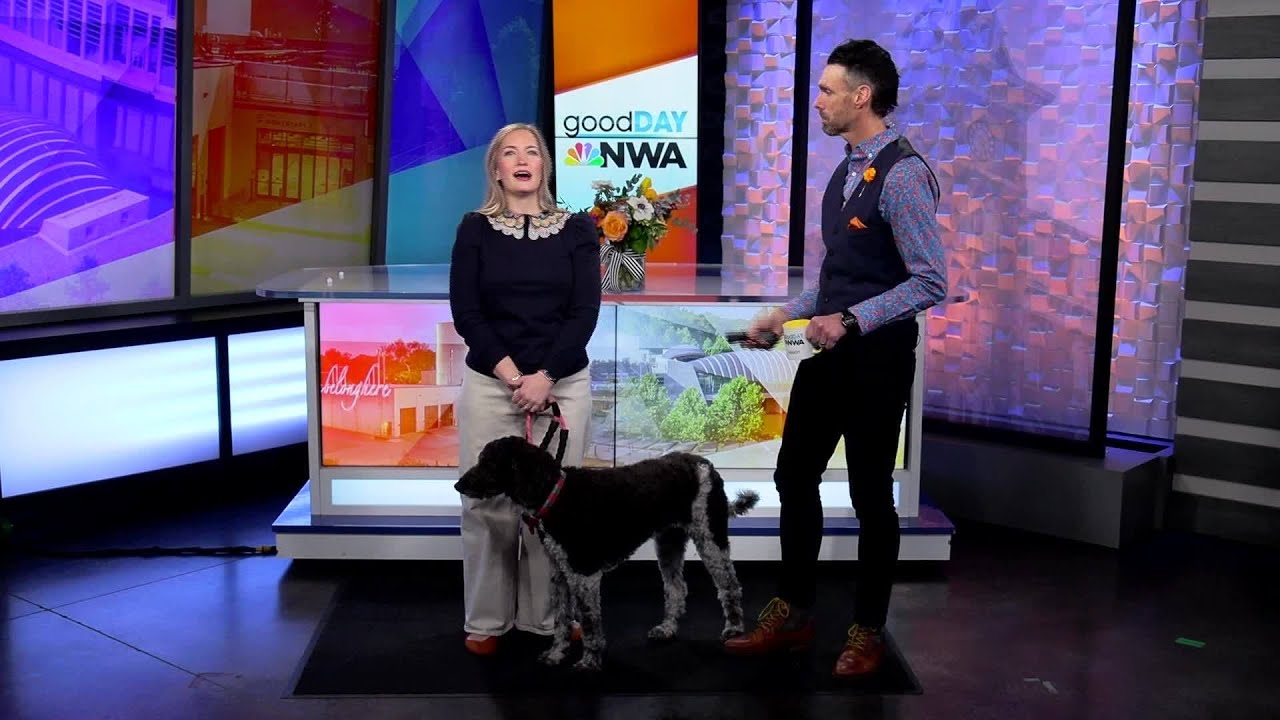 Muttminster Dog Show: Competitions, Puppy Pals & Family Fun