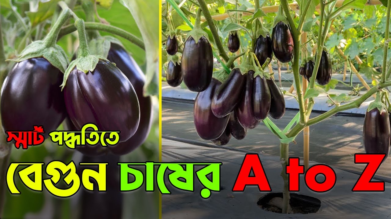 স্মার্ট পদ্ধতিতে বেগুন চাষের A to Z | Agro-1 seed