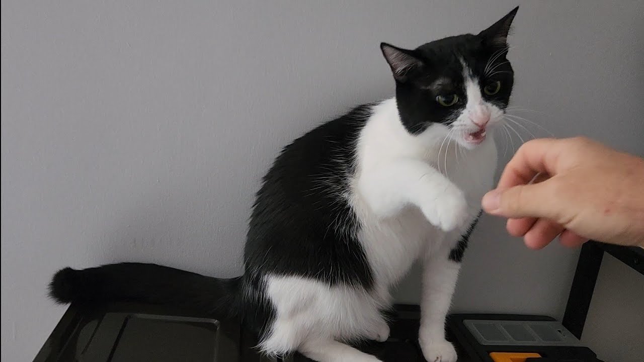jealous cat's amazing reaction!