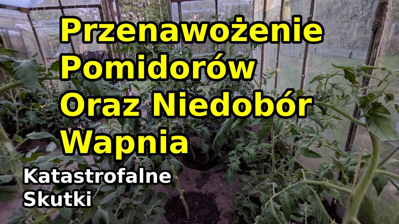 Przenawożenie Pomidorów i niedobór wapnia