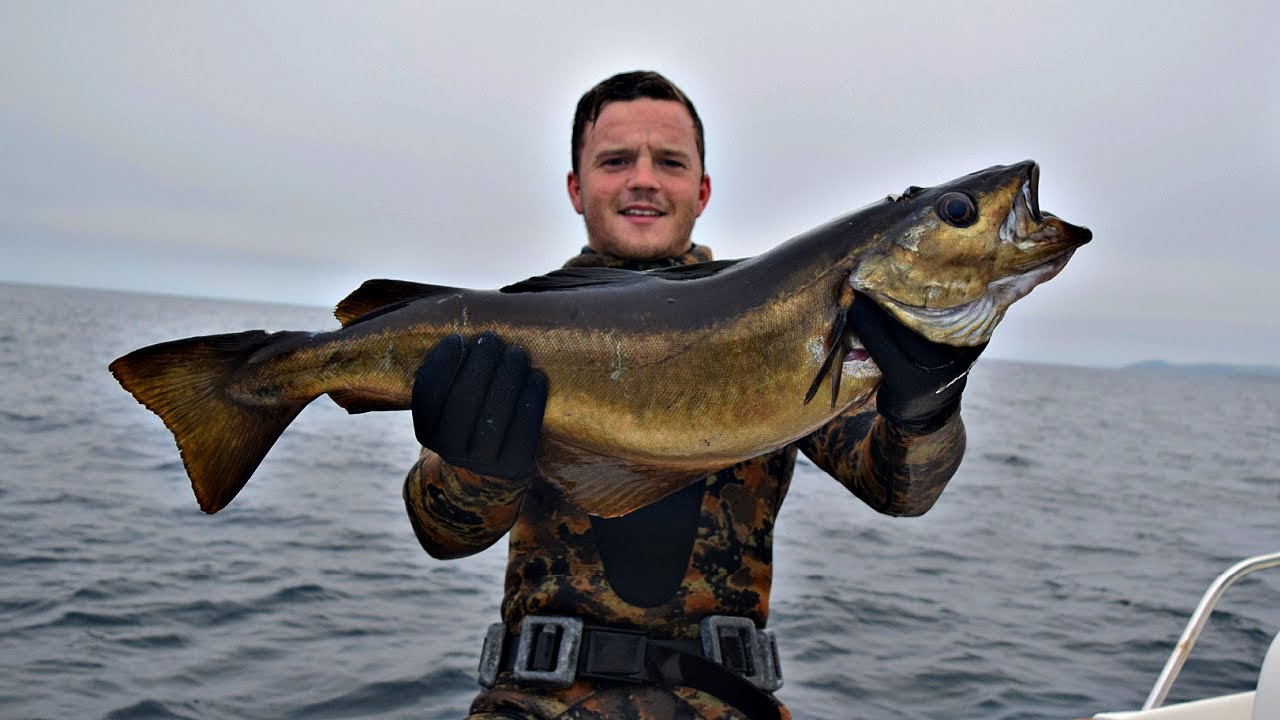 Spearfishing for MONSTER POLLACK UK - 11.47Lbs