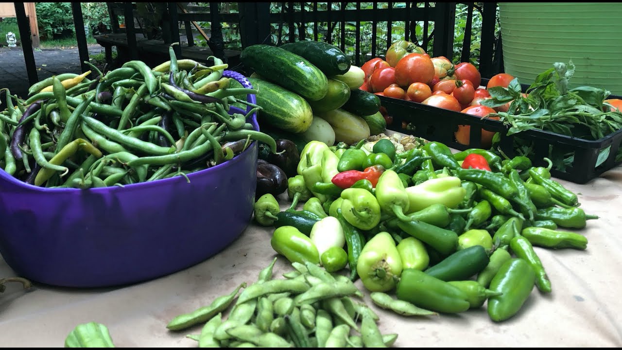 The Voluntourist | Transforming Harlem with Urban Farms