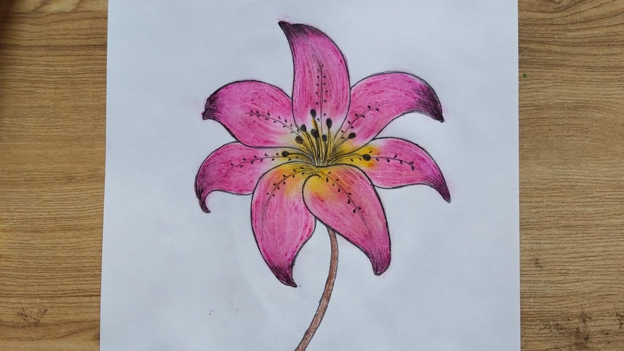 How to draw a Lily flower drawing step by step drawing tutorial 