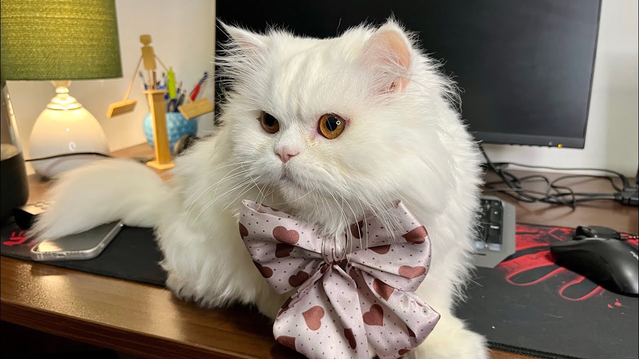 When the cat meets her favorite treat[Asmr cat feeding]