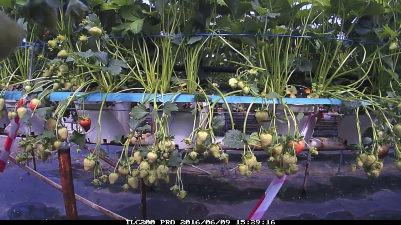 HHP Colworth Farm  Strawberries TimeLapse part2