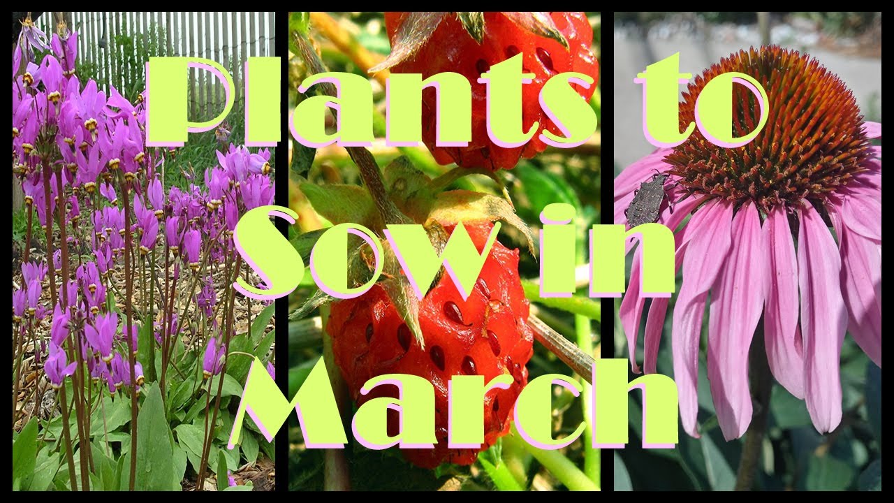 10 Native Plants to Sow in March