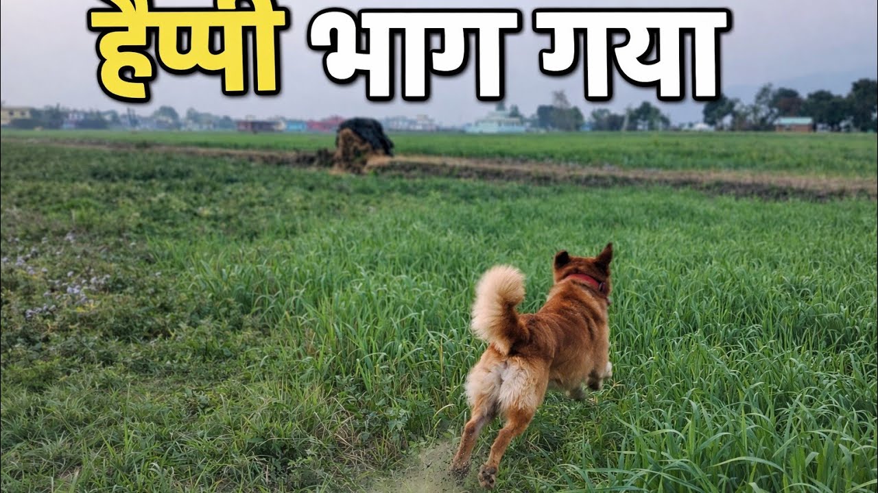 Happy bhaga khet mai😥|happythedog