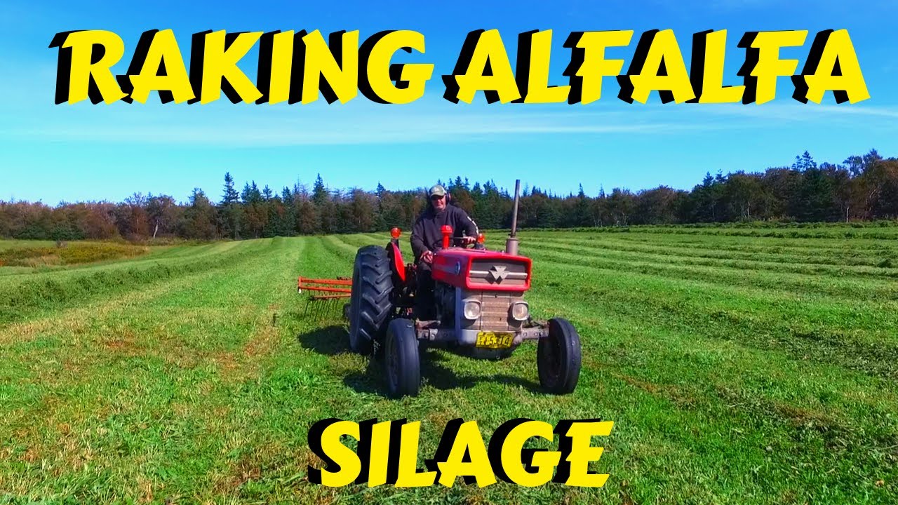 Massey Ferguson 135UK Raking 2nd Cut Silage