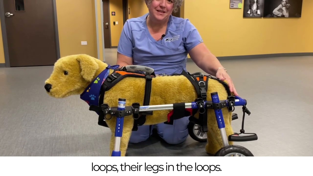 Loading Your Dog or Cat into a Cart for Mobility - Veterinary Specialty Center - Rehabilitation