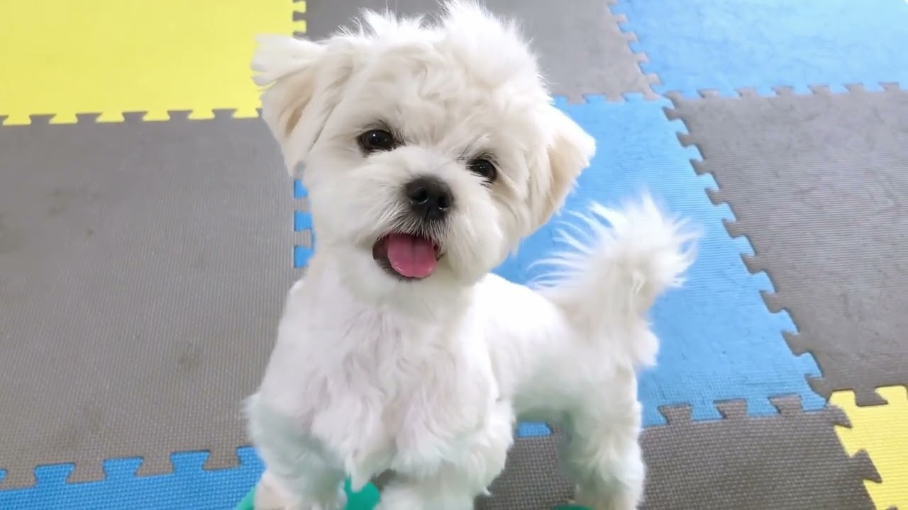 FUNNY MALTESE PUPPIES DOING WHAT THEY LOVE THE MOST