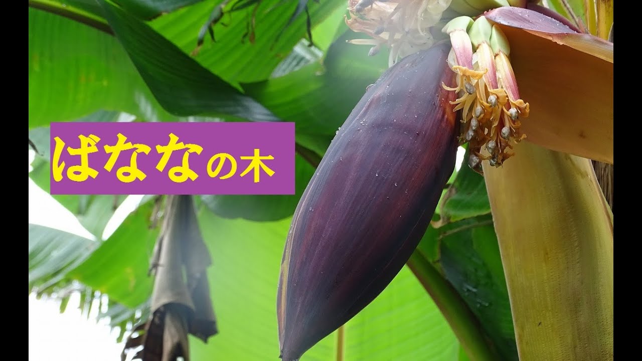 バナナ　バナナ！