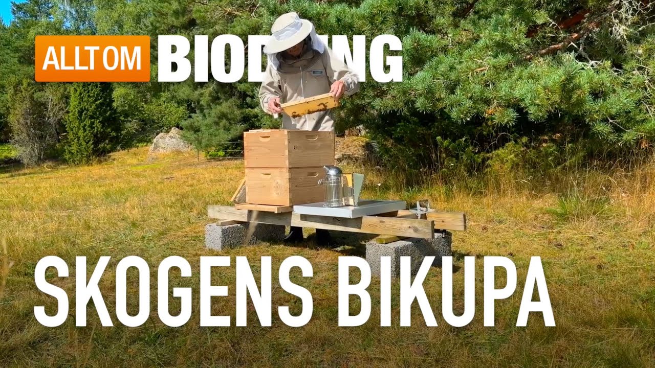 Skogens bikupa i Värmebehandlat trä | Skogens Biredskap