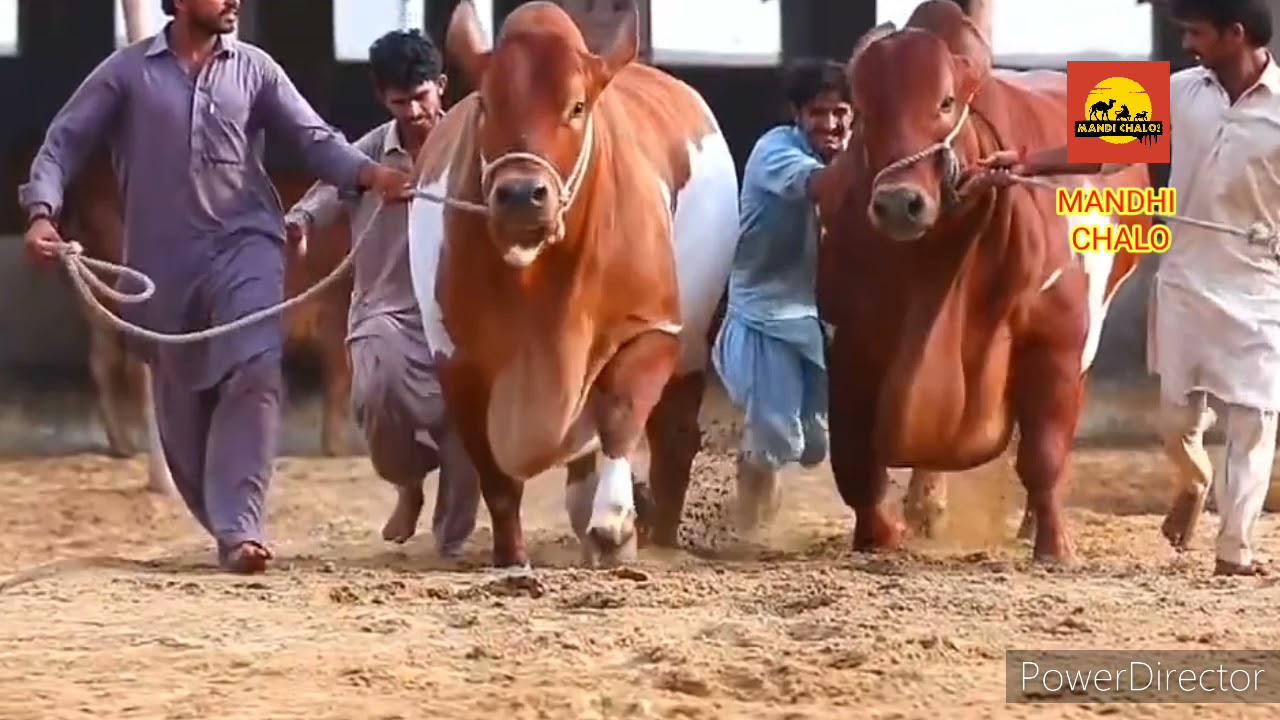Most Beautiful Bulls 2021 || MANDI CHALO PK