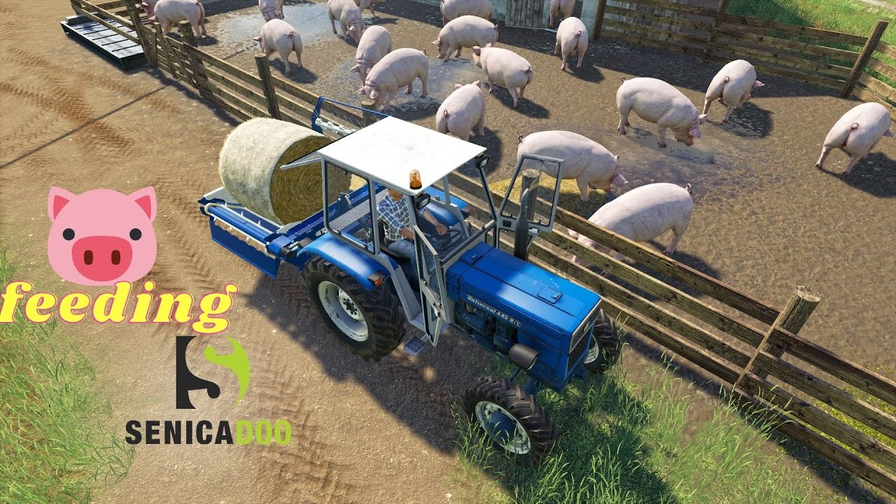 UTH19 - Pig Feeding on Small farm Slovenia