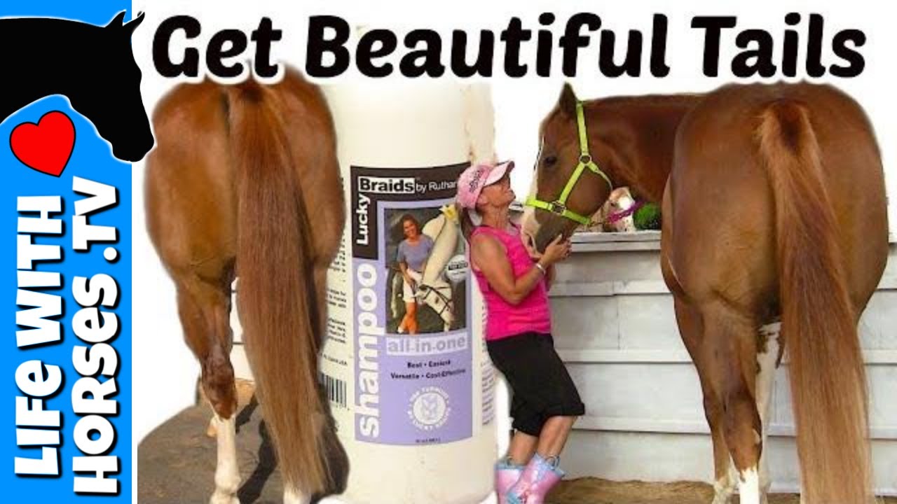 9 Tips to a More Beautiful Horse Tail | Horse Tail Care | Life With Horses TV