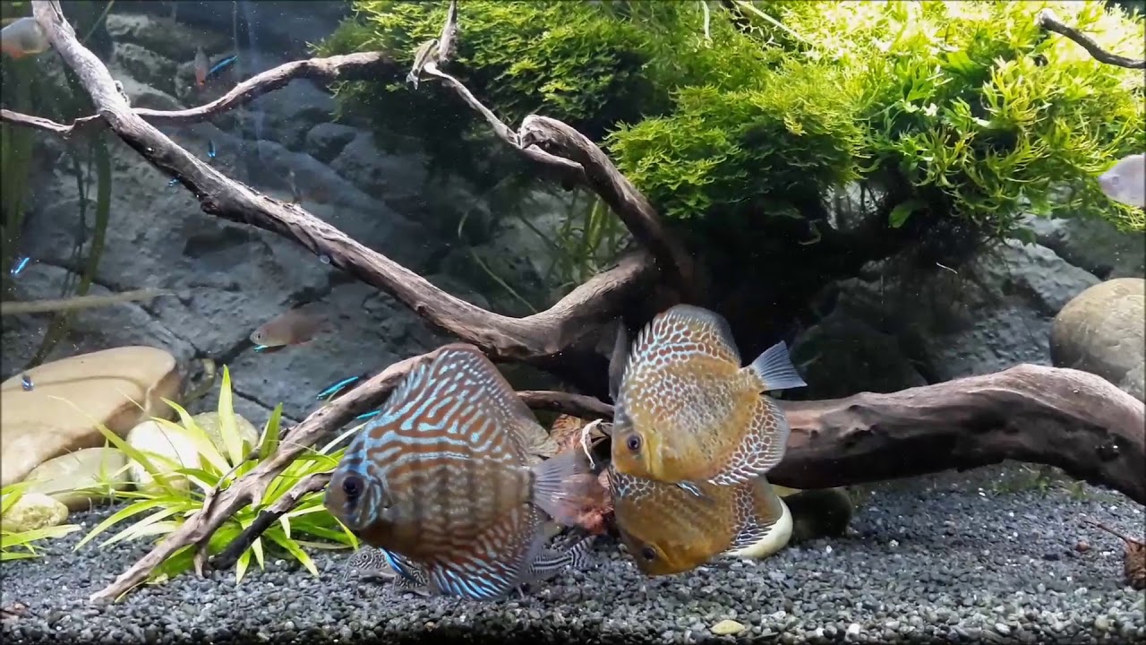 DISKUS im Rio 240