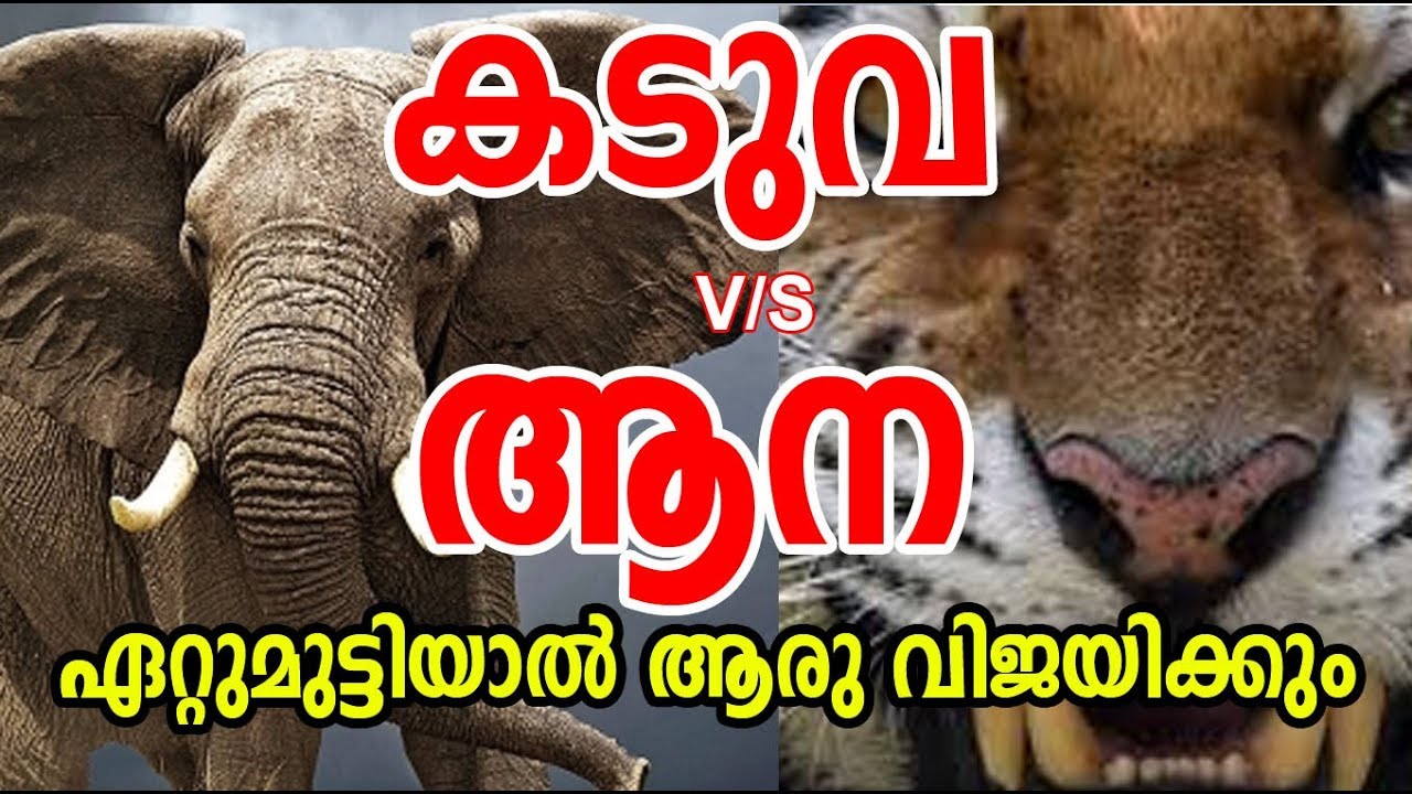 TIGER VS ELEPHANT Fight  Who will win ? ആനയും കടുവയും ഏറ്റു മുട്ടിയാല്&zwj; വിജയം ആര്&zwj;ക്ക് ?