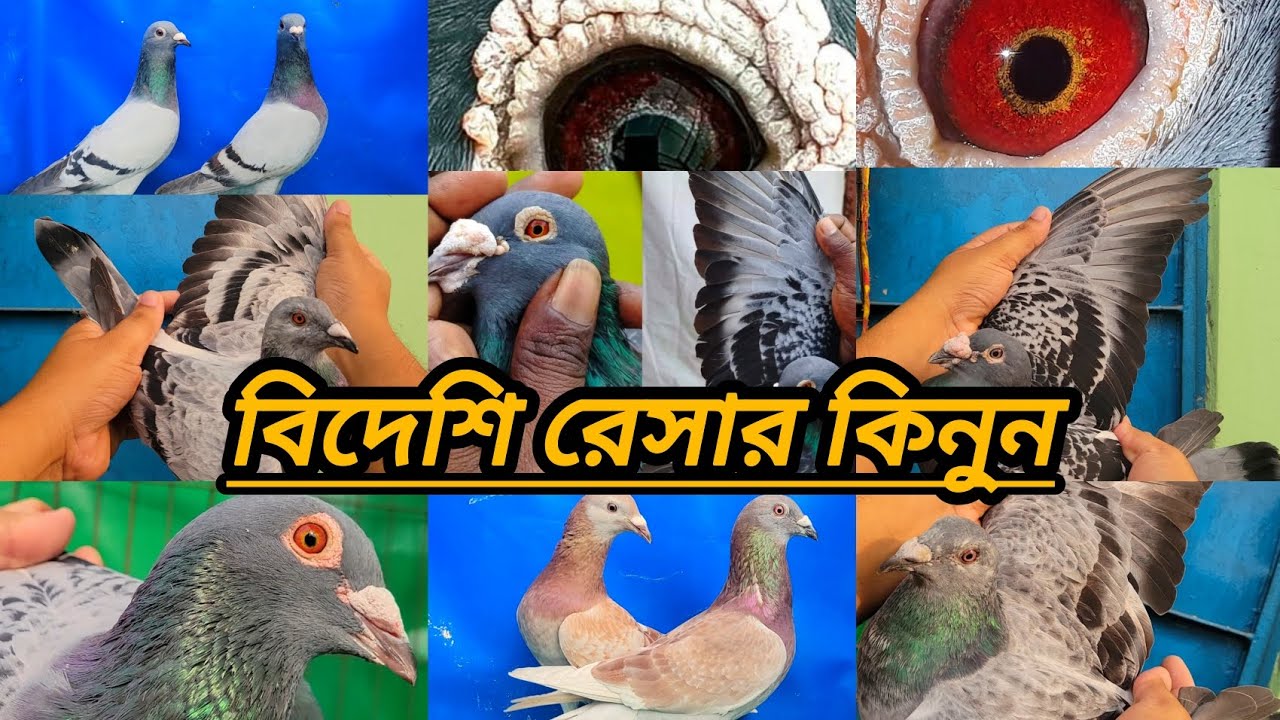 #টপ কোয়ালিটির রেসার কালেকশন শাওন ভাইয়ের কাছ থেকে ডিম বাচ্চা গ্যারান্টি সহকারে আয়াত পিজন#