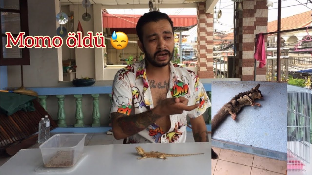 MOMO ÖLDÜ 😓~ TÜM HAYVANLARIM ~ TAYLAND TATİL ÇEKİLİŞİ🏖