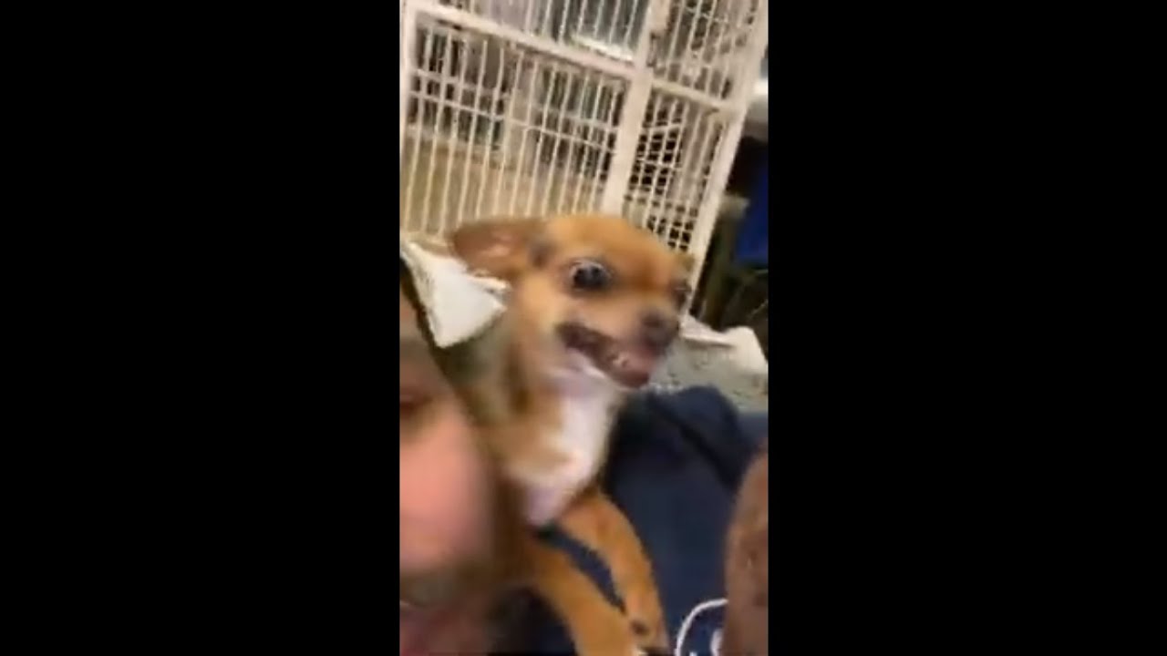 Lovely Chihuahua Licking Owner Face Wants All the Attention!