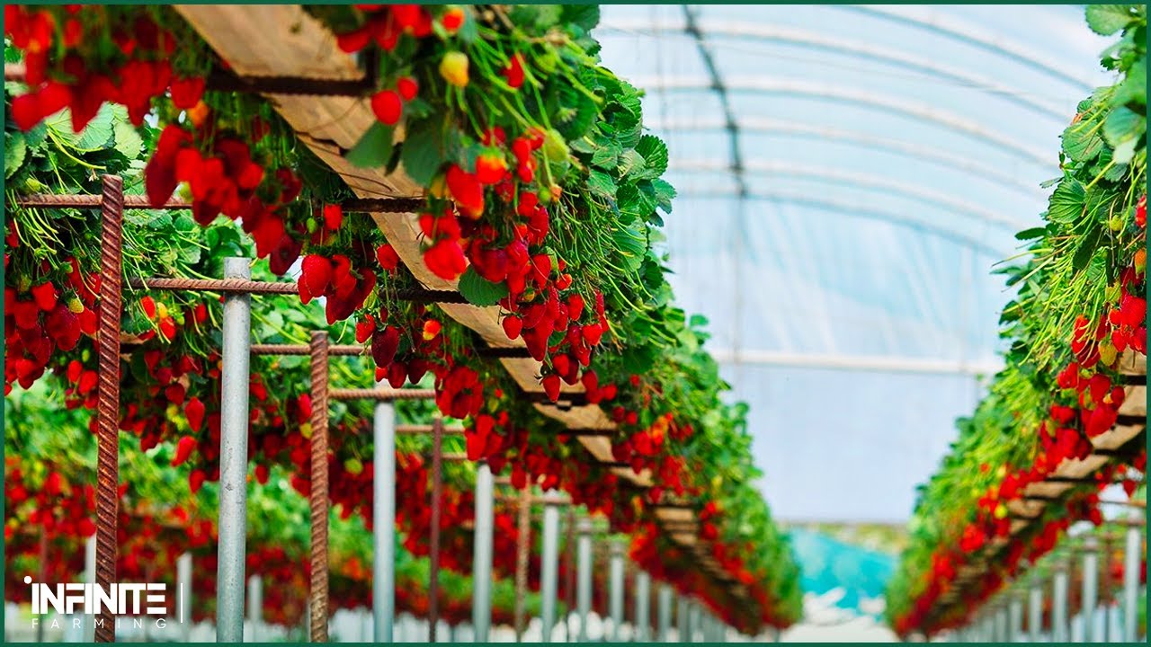 Amazing Hydroponic Strawberries Farming Technology - Strawberries Harvesting and Modern Agriculture
