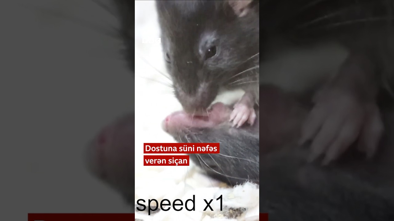 Dostuna süni nəfəs verən siçan