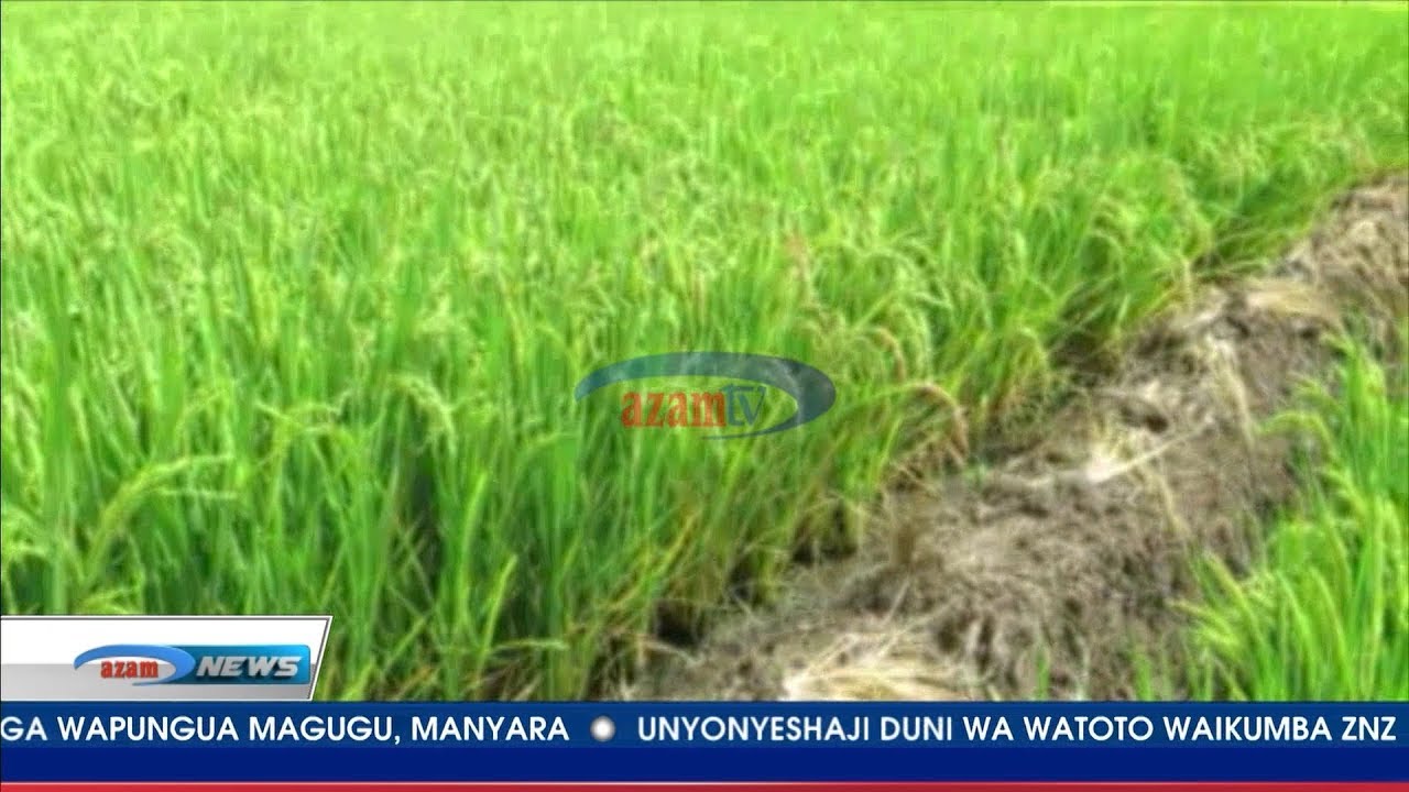 Kinachoshusha uzalishaji wa mpunga mkoani Manyara, chatajwa