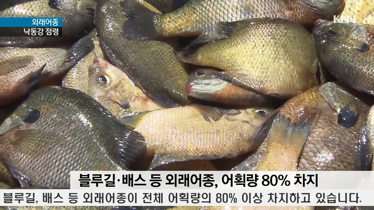 낙동강 뒤덮은 외래어종