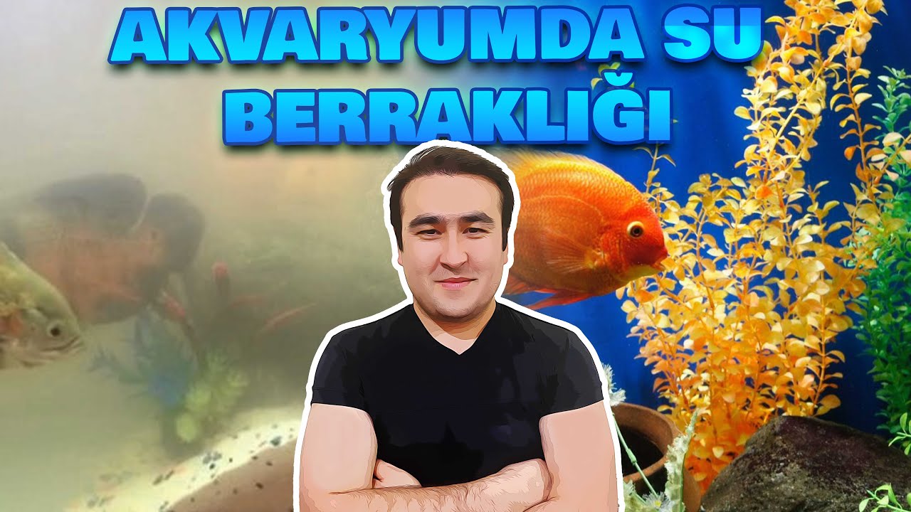 AKVARYUM SUYUNUN BERRAK OLMASI ŞAŞIRTICI (Akvaryumda Berrak su için nelere yapmalıyız)