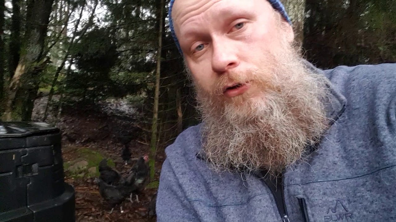 Vi fortsätter riskera våra höns liv. För deras eget bästa. | torpliv off grid