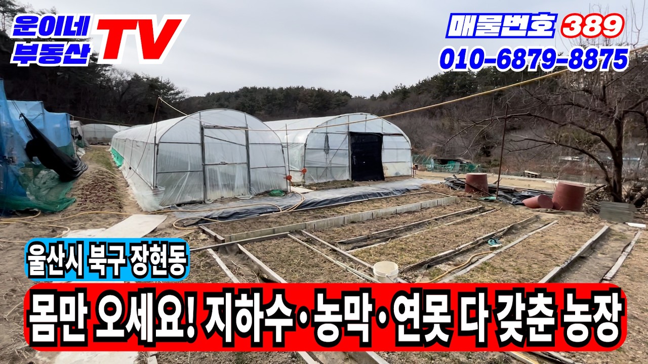 389 도심 속 무릉도원! 669평 넓은 대지와 산 뷰, 지하수·농막 완비된 장현동 프라이빗 농장 매매 울산부동산