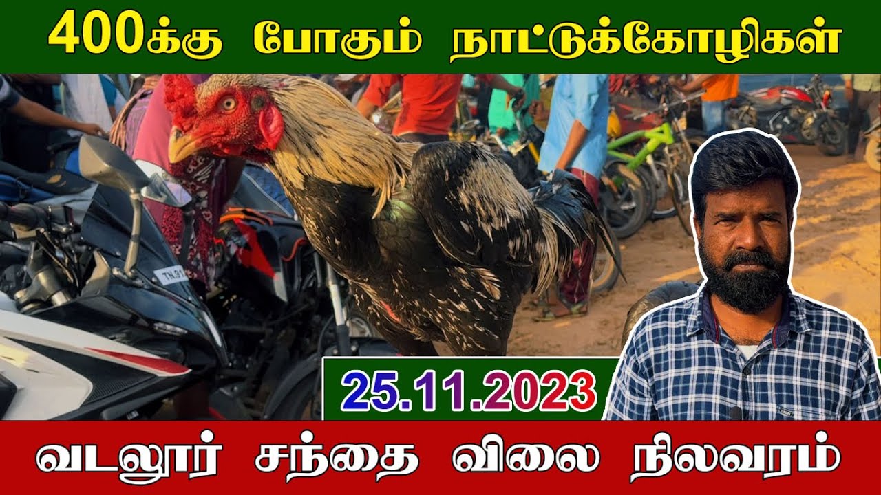 25/11/2023 | 400க்கு போகும் நாட்டுக்கோழிகள் | வடலூர் சந்தை விலை நிலவரம் | TAMIL | KEERTHI VLOG
