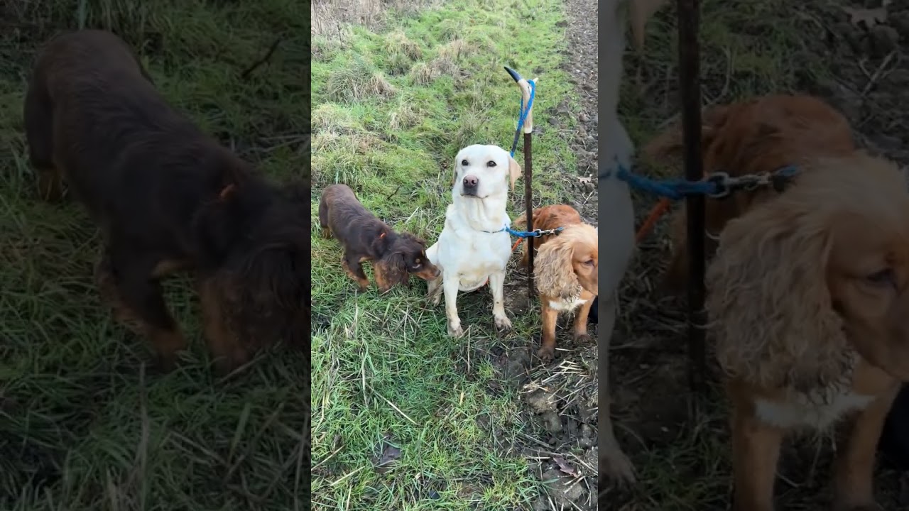 2025/26 Shoot season with the doggos