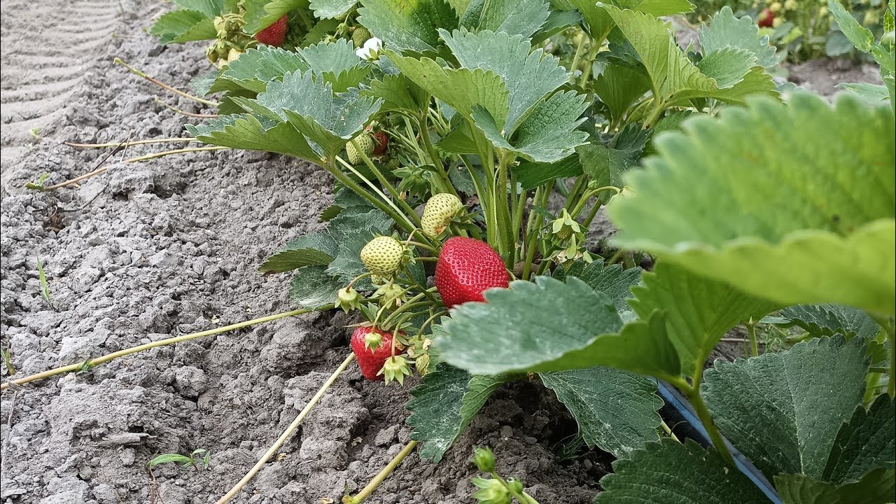 Świat truskawek: Aromat, Smak i Ekologiczna Uprawa