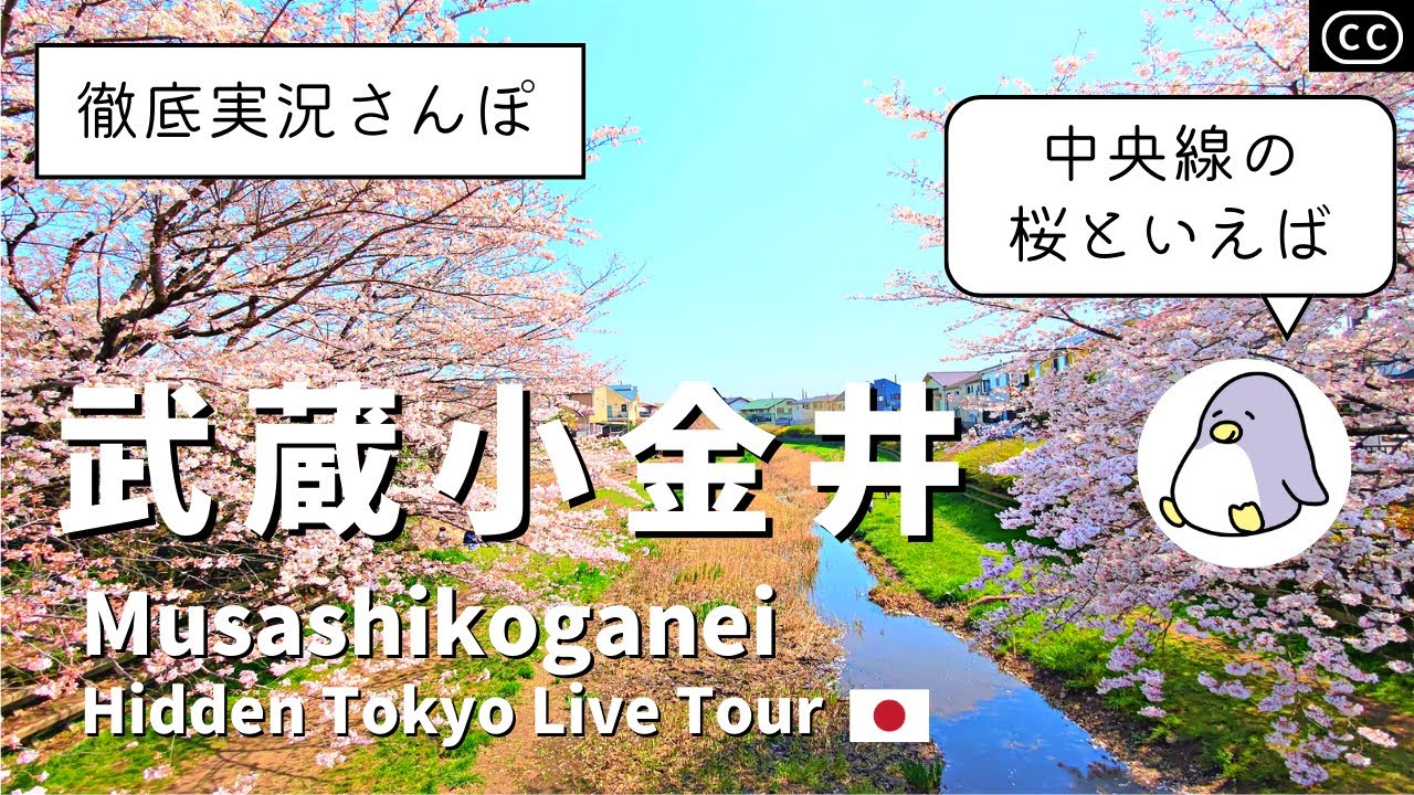 【4K実況街ブラ】武蔵小金井さんぽ。シティクロス、野川と武蔵野公園の桜、はけの道、坂道スポットめぐり Japan Walking Tour of Musashikoganei Station