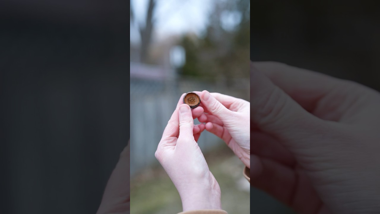 Acorn Whistle 🌰