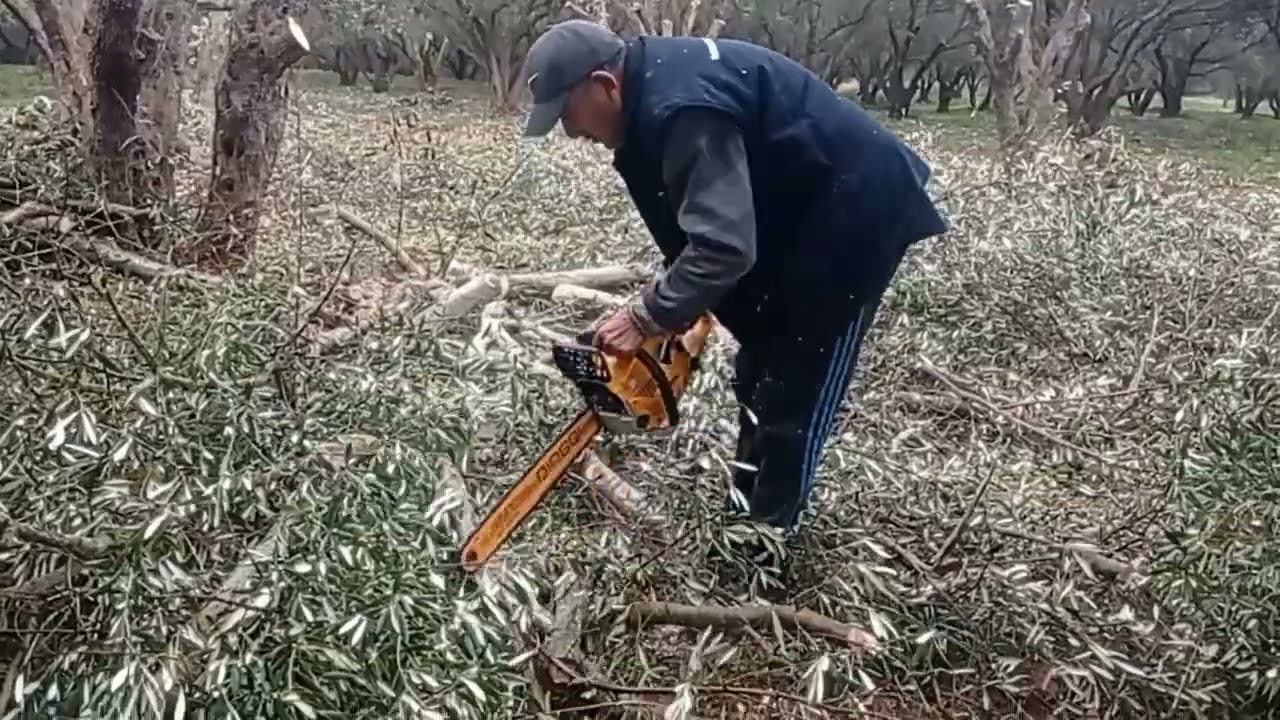 خطير تسلق شجر 😱طريقة قطع شجرة 🌲 عملاقة بي المنشار الخشبي 😱