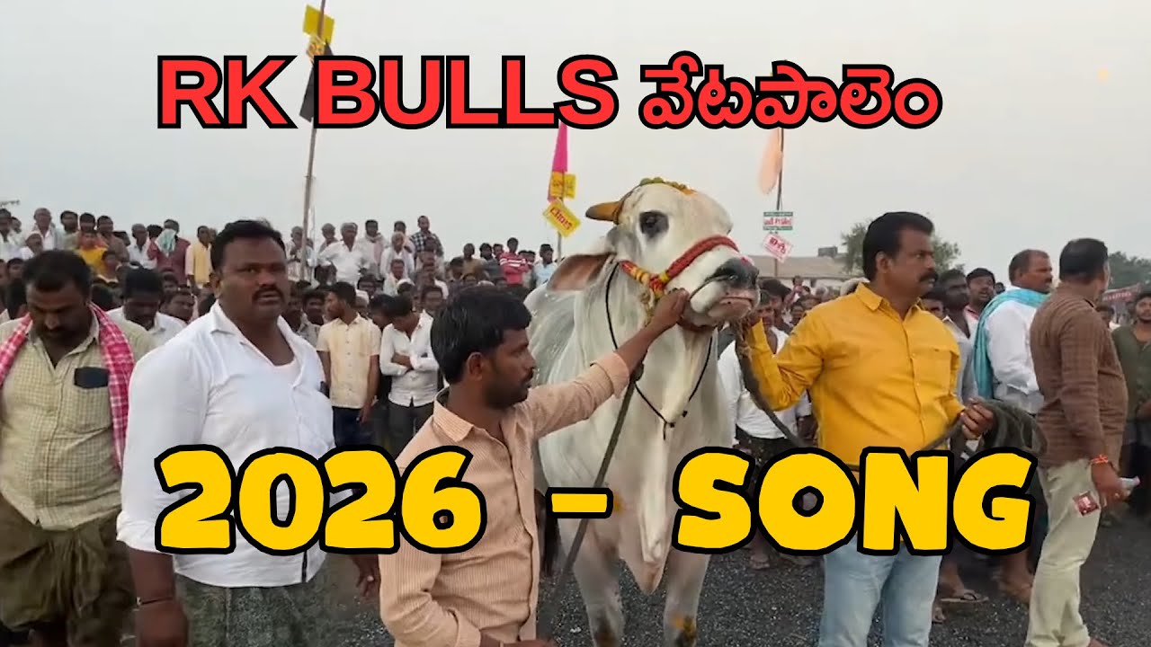RK Bulls వేటపాలెం | 2026 ఆట మొదలు | RK bulls 2026 Song.. 🔥🔥 | మన ఒంగోలు గిత్తలు 
